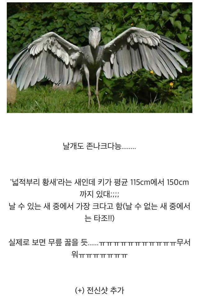 사람도 잡아먹을 수 있을것같은 새 | 인스티즈