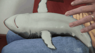 집에서 키우는 육지 상어.gif | 인스티즈