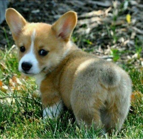 새끼강아지들 | 인스티즈