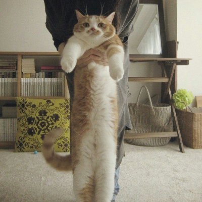 쭉쭉 늘어나는 고양이 | 인스티즈