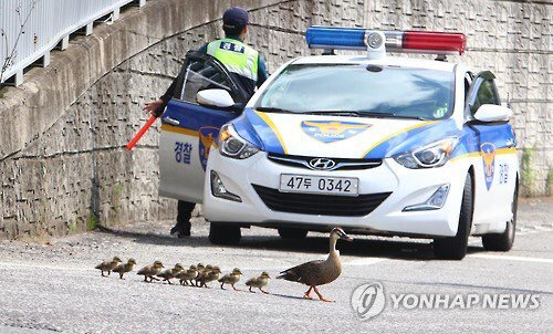 도로를 건너 긴 여정을 떠나는 아기오리와 엄마오리 가족 (심장 폭행) .jpg | 인스티즈
