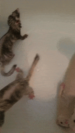 얘들아 포기하면 편해.gif | 인스티즈