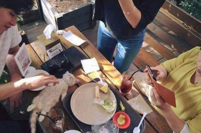 밥먹다 잠들어버린 고양이 | 인스티즈
