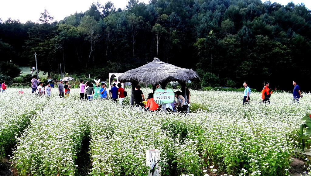 봉평메밀마을 이미지