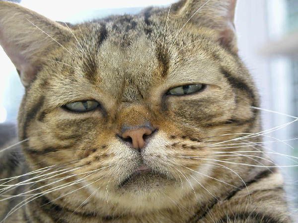 내 고양이 아님 | 인스티즈