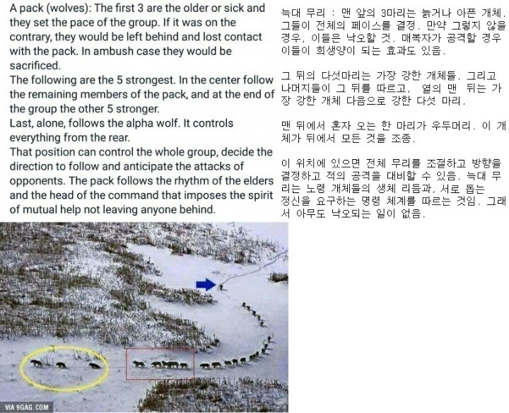 늑대 사회 | 인스티즈