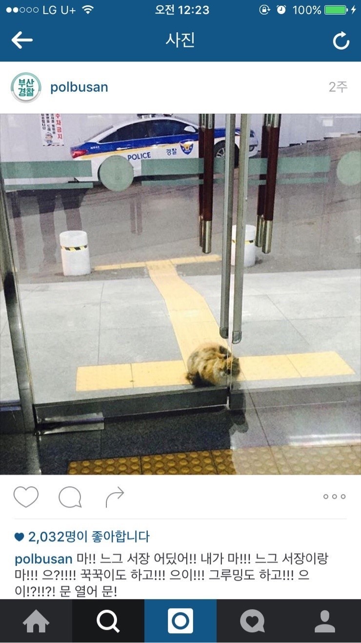 부산 진상고양이.jpg | 인스티즈