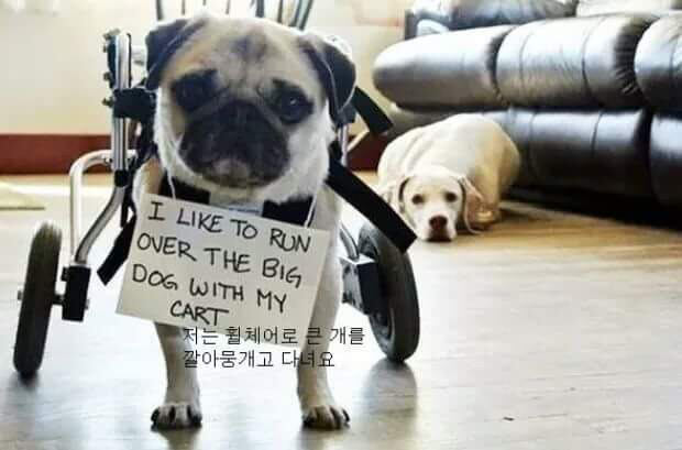 반려동물들이 한 잘못들 | 인스티즈