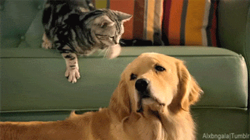 개와 고양이.gif | 인스티즈