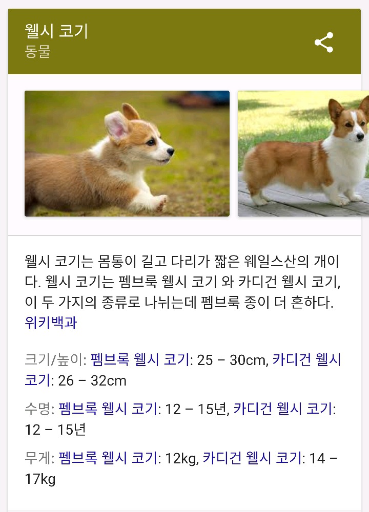 짧은 다리가 매력적인 웰시코기.gif | 인스티즈