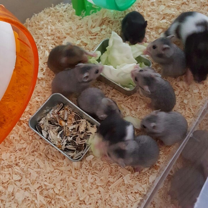 엄연한 동물학대 | 인스티즈