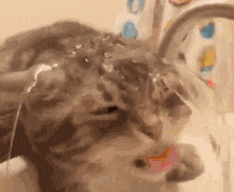 멍냥멍냥멍냥.gif (데이터 주의) | 인스티즈