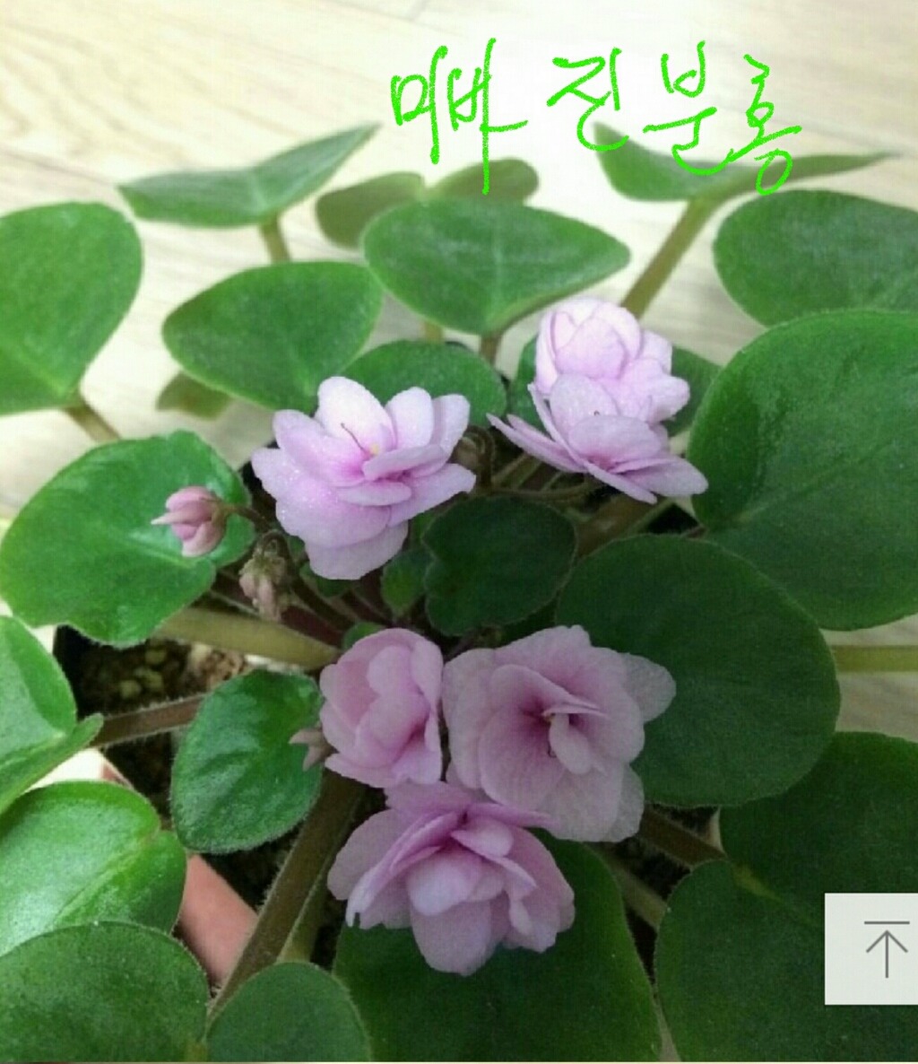 미바라기 이미지
