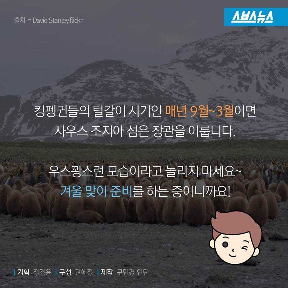 펭귄에게 벌어지는 일들 | 인스티즈