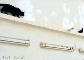 농락 당하는 동물들.gif | 인스티즈