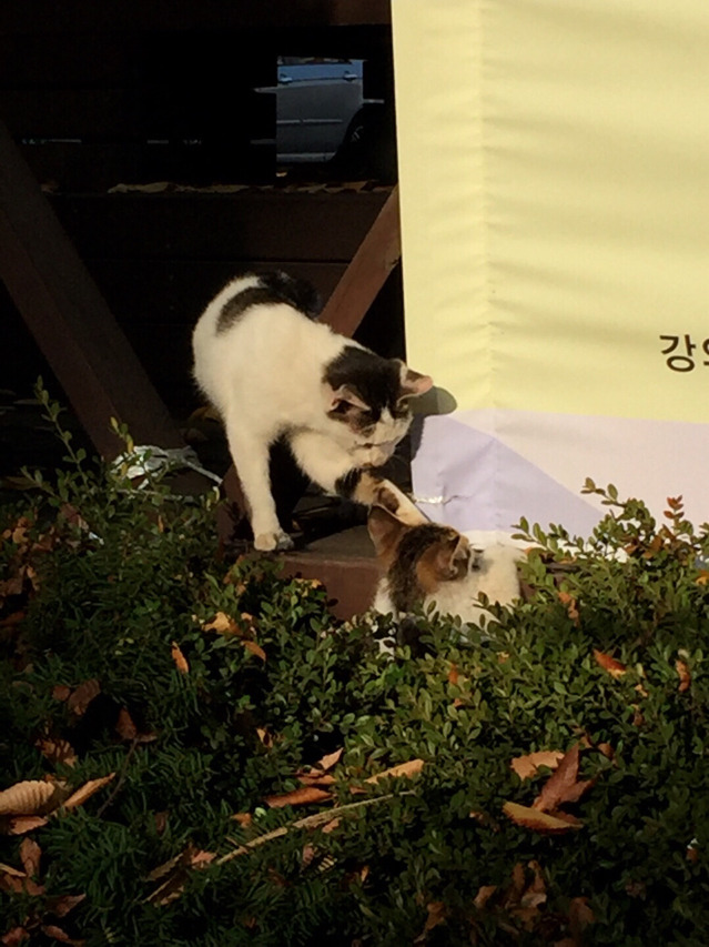 고양이밭.jpg | 인스티즈