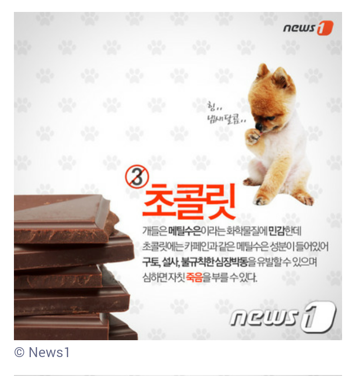 개와 고양이가 먹으면 안 되는 음식 7가지 | 인스티즈