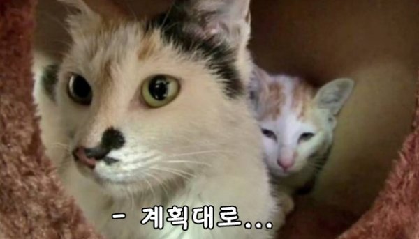 고양이 때문에 택시 타고 다니는 가족 | 인스티즈