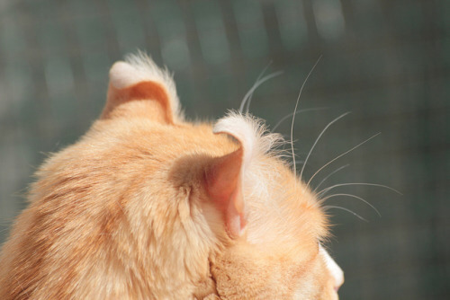 특이한 곳에 털이 자라는 까칠한 매력의 고양이 | 인스티즈