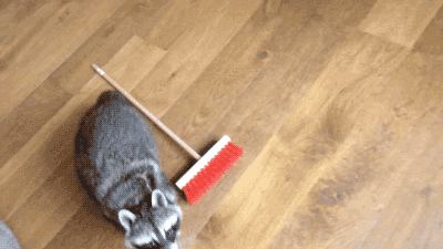 집 청소하는 너구리.gif | 인스티즈