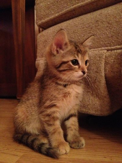 사랑스런 냥이들 | 인스티즈