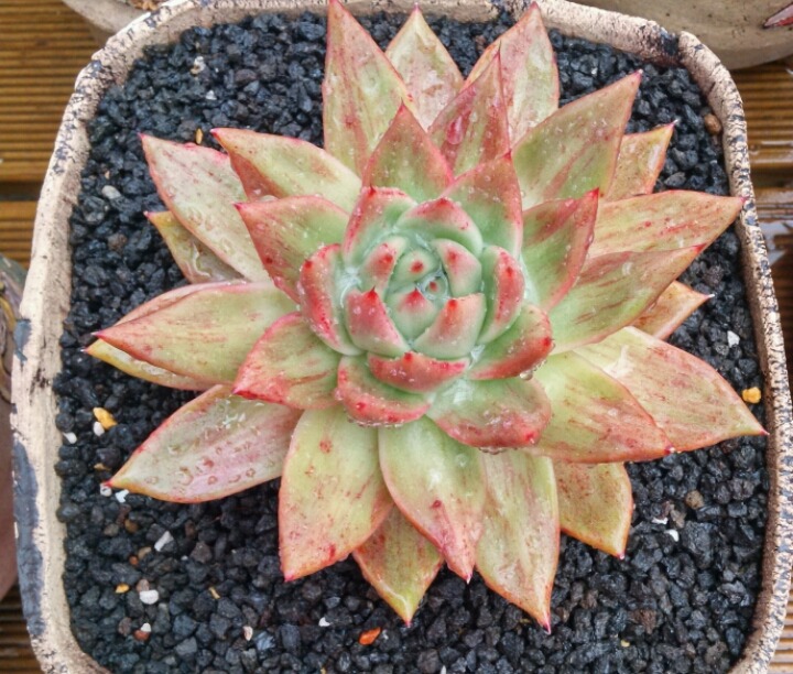예주 이미지