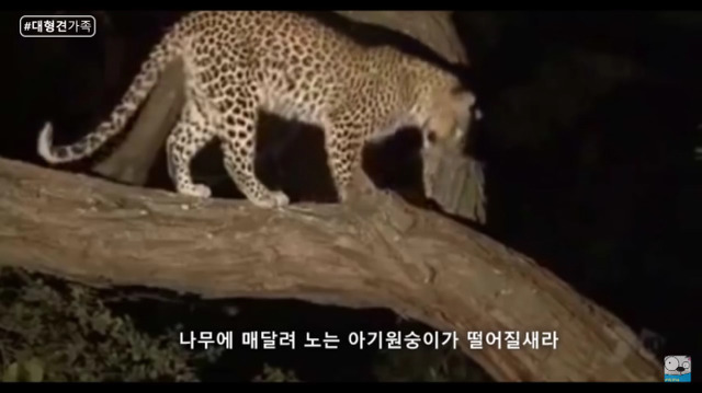 새끼가 있는줄 모르고 어미를 죽인 표범 (화질 안좋음) | 인스티즈