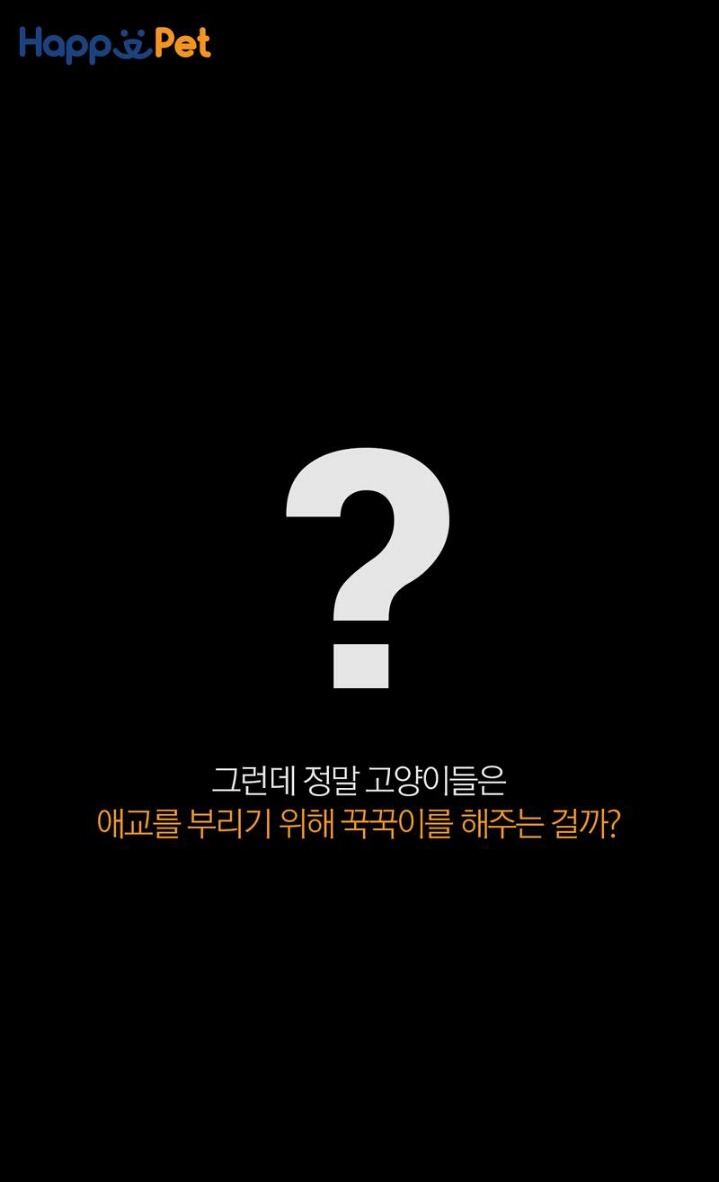 꾹꾹이라 하면 당연히 고냥이부르는거지! | 인스티즈