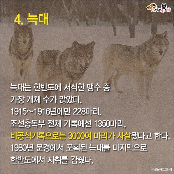  일제강점기 한반도에 사라진 동물들 | 인스티즈