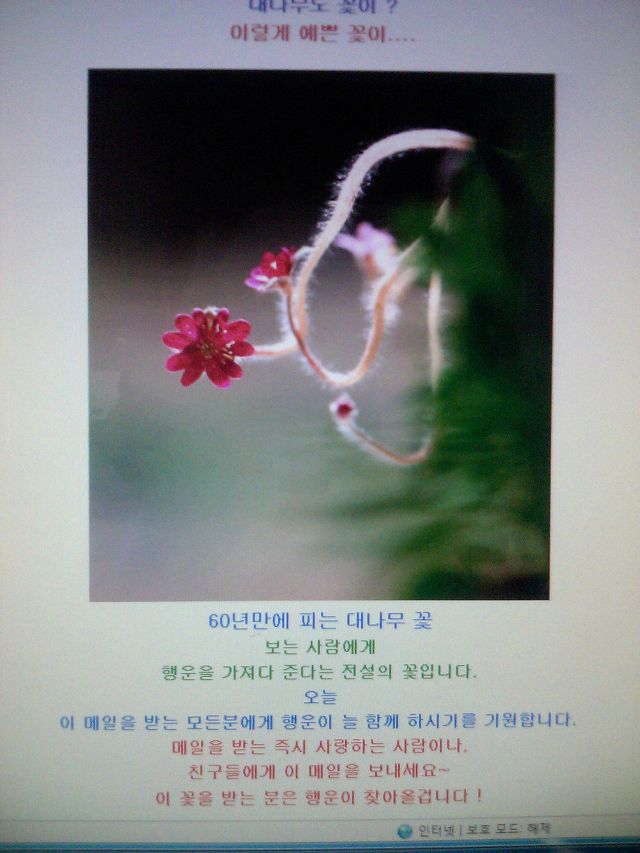 꽃소망 이미지