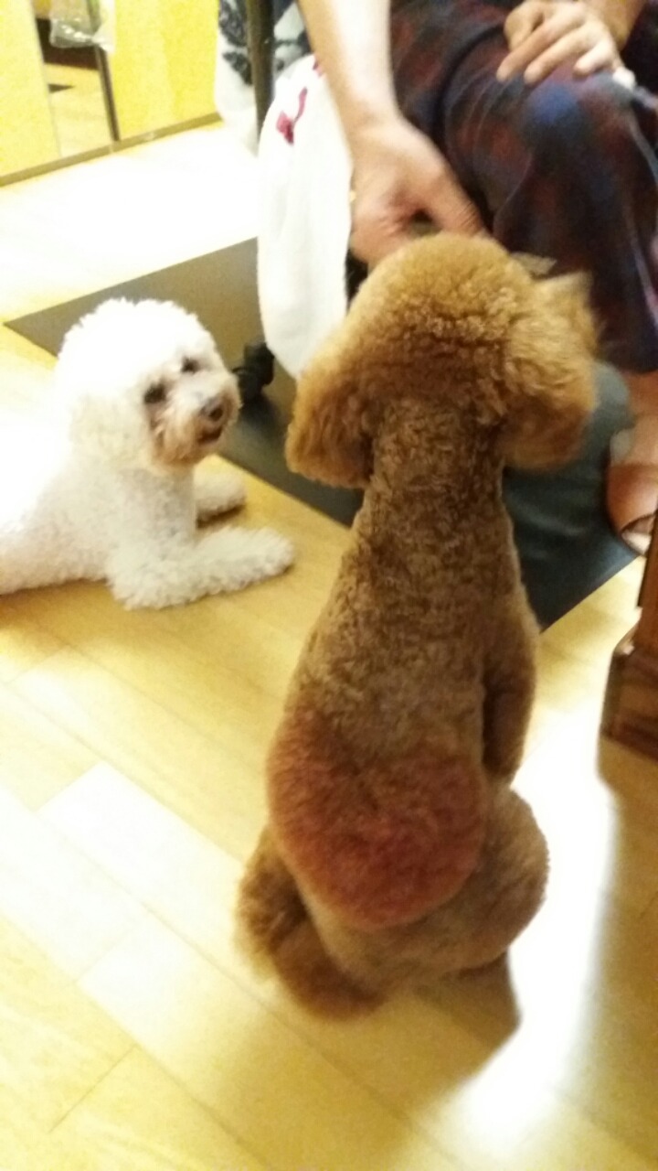뷰토 이미지