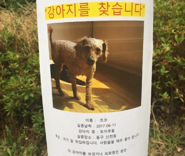 대구에서 강아지(갈색 푸들)를 찾습니다 | 인스티즈
