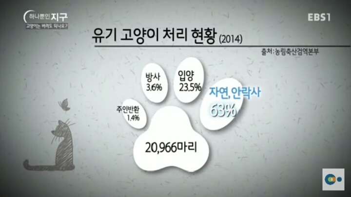 고양이는 버려도 되나요? | 인스티즈
