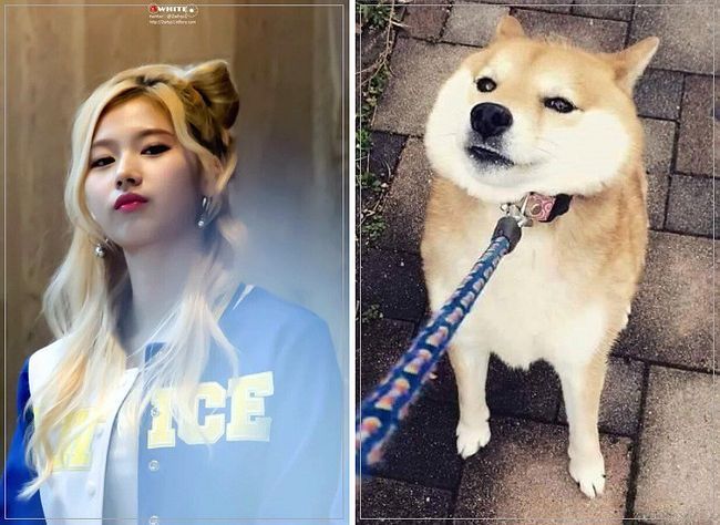 트와이스 시바 | 인스티즈