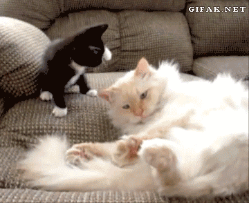 고양이 움짤모음.gif | 인스티즈