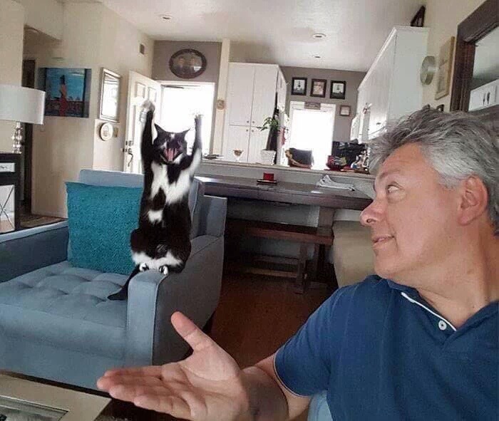 만세 고양이.jpg | 인스티즈
