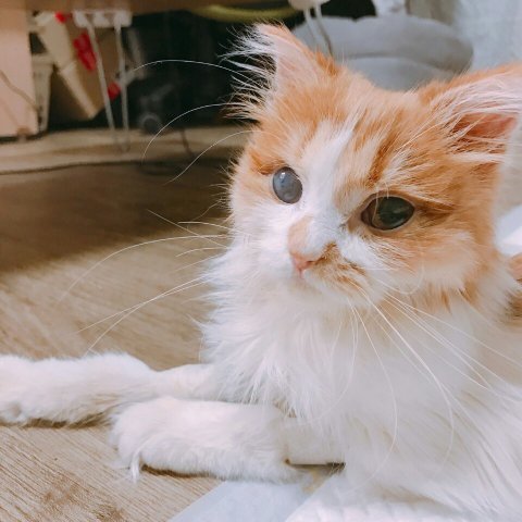 돈이 없으면 동물을 키우면 안된다는 걸 알았음 | 인스티즈