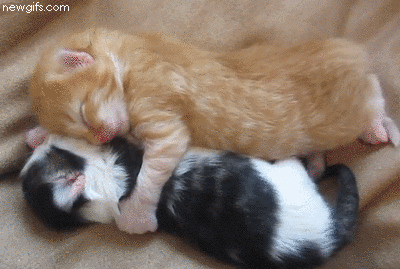 껴안고 난리남﻿﻿.gif | 인스티즈