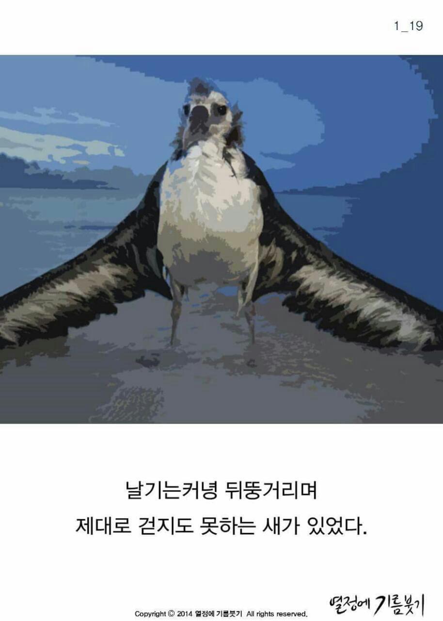 알바트로스 이미지