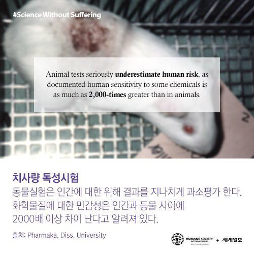 [필수!] 동물실험반대서명 하고가세요!!! 당신의 한서명이 몇천 몇만마리의 동물들을 살립니다!!! 서명하고 하는일마다 잘풀리는 복받아가세요~!! | 인스티즈