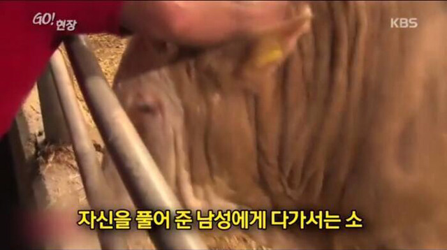 감사함을 아는 동물 | 인스티즈
