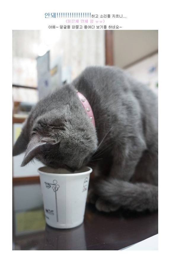 탄산이 신기한 냥이.jpg | 인스티즈
