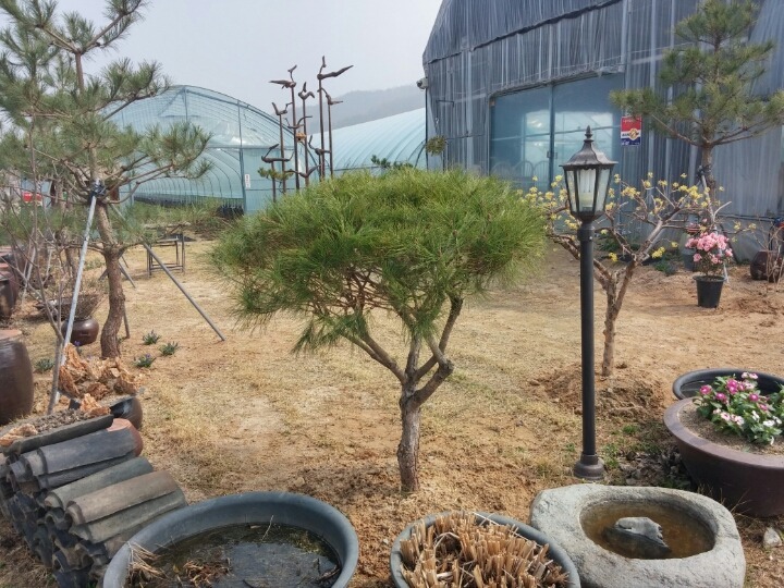 토종산야초 이미지
