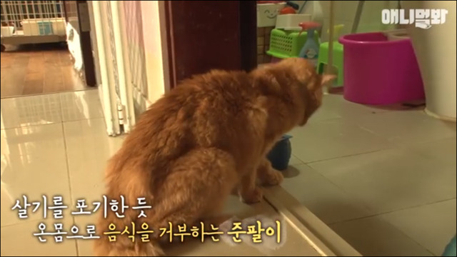 거식증 걸린 고양이 준팔이 그후 | 인스티즈