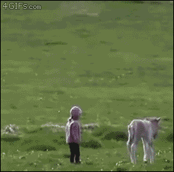 망아지와 아이 .GIF | 인스티즈
