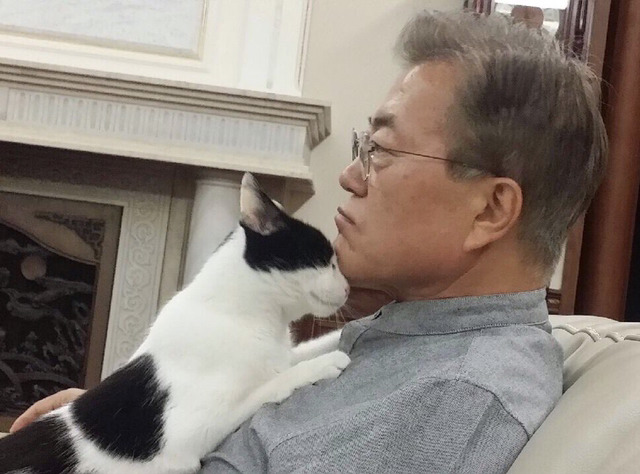 5/27 고양이 찡찡이와 문재인 대통령.jpg | 인스티즈
