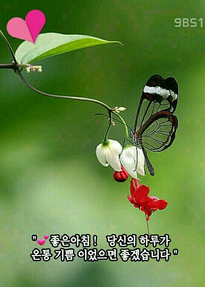 노*복 이미지