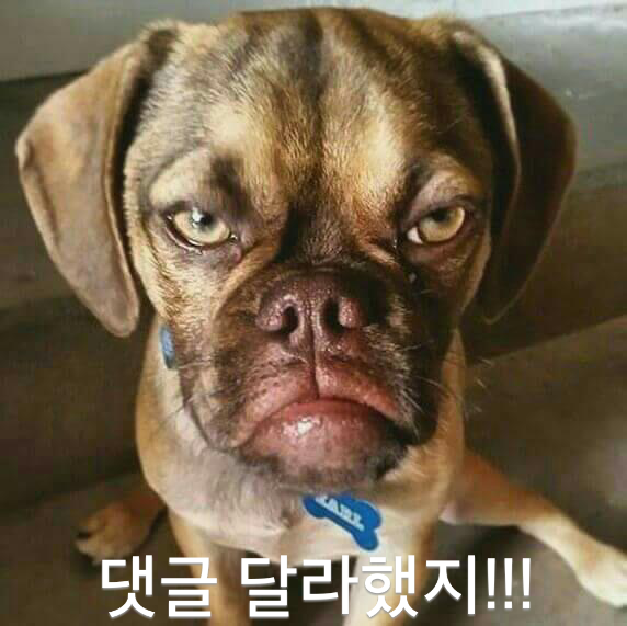 다 이미지