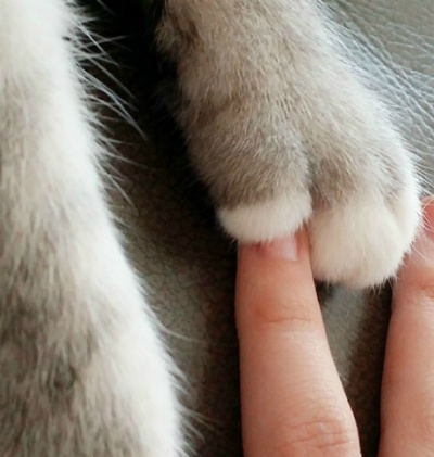 고양이 예찬 | 인스티즈
