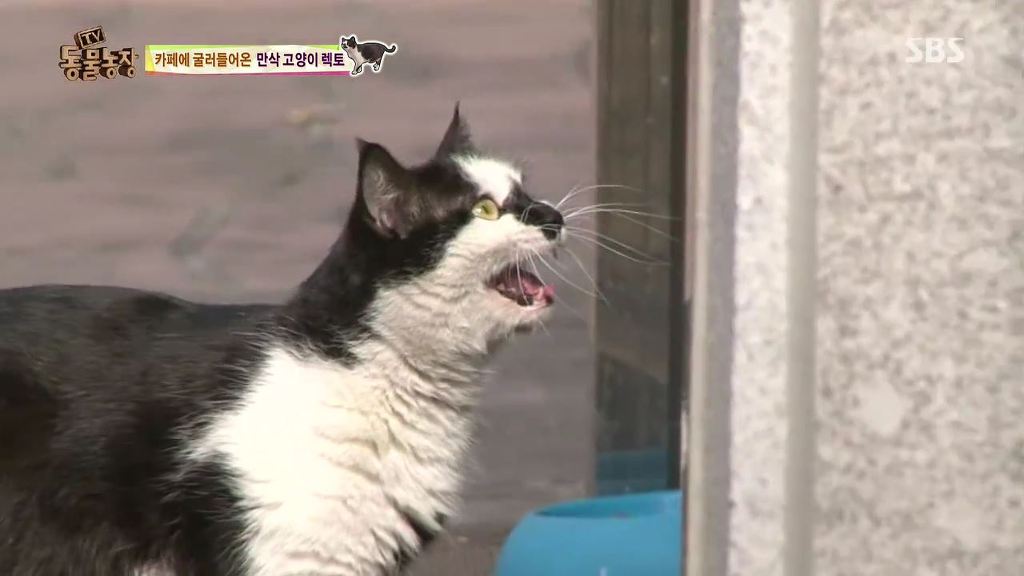 동물농장 [카페에굴러들어온고양이렉토] | 인스티즈